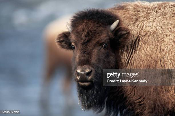 face of an american bison - amerikaanse bizon stockfoto's en -beelden