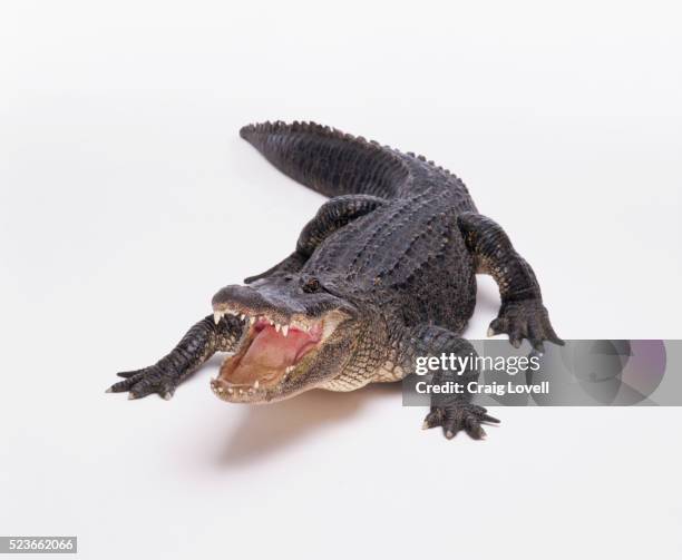 alligator in studio with open mouth - alligator stock pictures, royalty-free photos & images