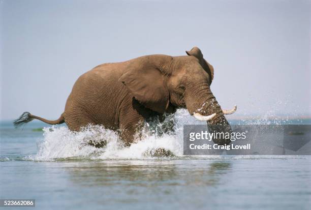 charging elephant in zambezi river - zambezi river stockfoto's en -beelden