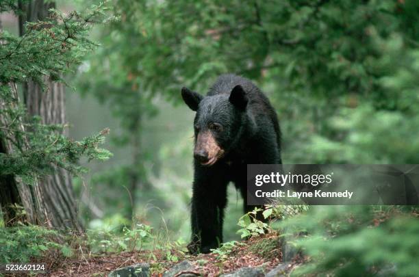 black bear hunting for food - boundary waters imagens e fotografias de stock