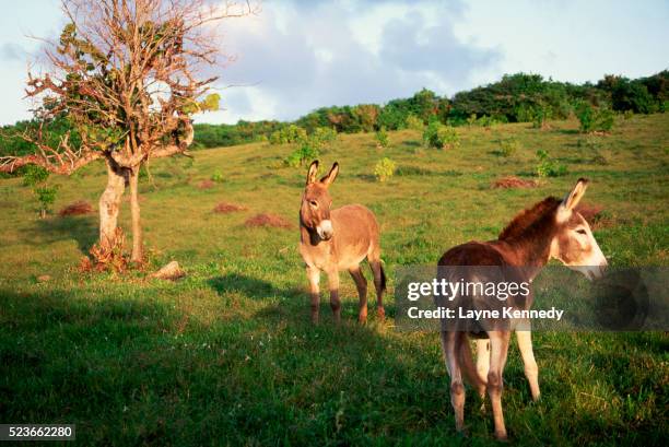 wild burros on pasture - nevis stock-fotos und bilder