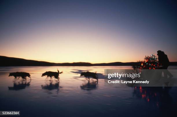 dog sled team pulling christmas tree - boundary waters imagens e fotografias de stock