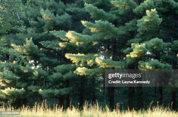 sunlight on eastern white pines - eastern white pine stock pictures, royalty-free photos & images
