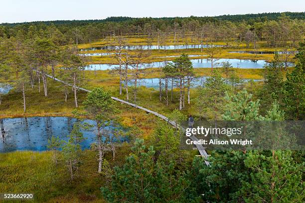 estonia, lahemaa. bog shoeing in viru bog. - viru viru stock pictures, royalty-free photos & images