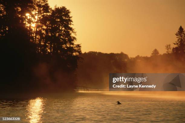 loon on lake silhouetted by golden sunlight - boundary waters canoe area stock-fotos und bilder