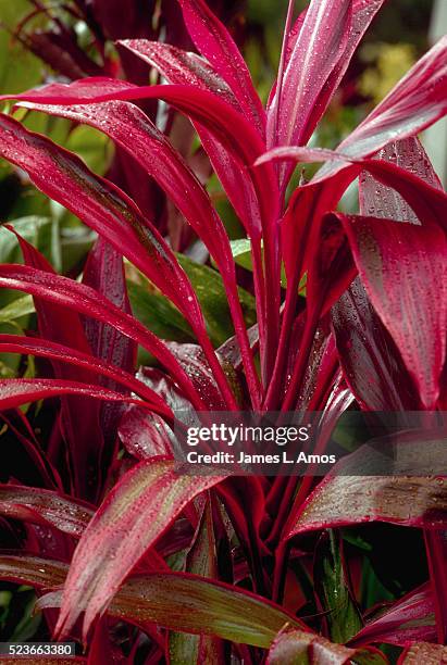 a red ti plant - cordyline stockfoto's en -beelden