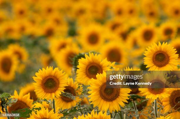 field of sunflowers - sun flower stockfoto's en -beelden