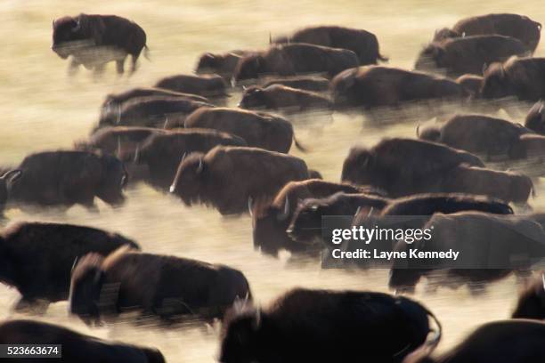 bison stampede - american bison stock pictures, royalty-free photos & images