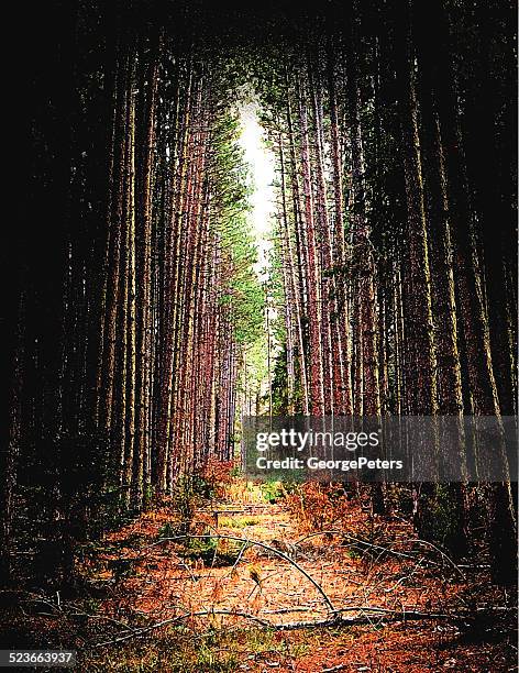 forest path - enchanted forest stock illustrations