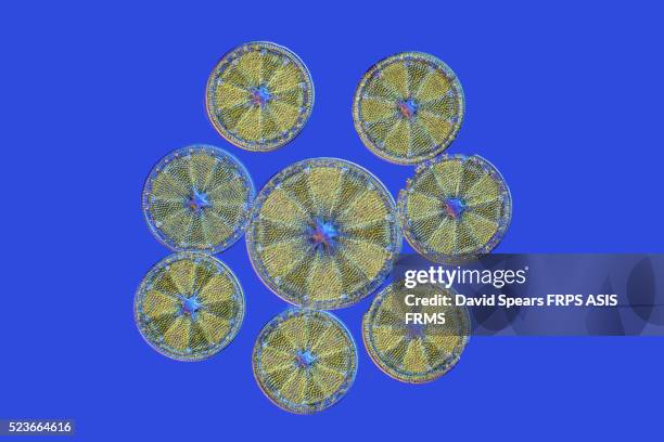 victorian diatom arrangement - eukaryote stock pictures, royalty-free photos & images