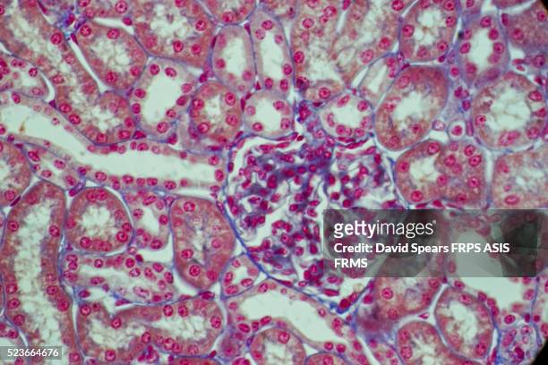 glomerulus - capillary body part stock pictures, royalty-free photos & images