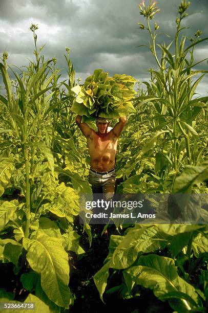 farm worker harvests tobacco - motueka ストックフォトと画像