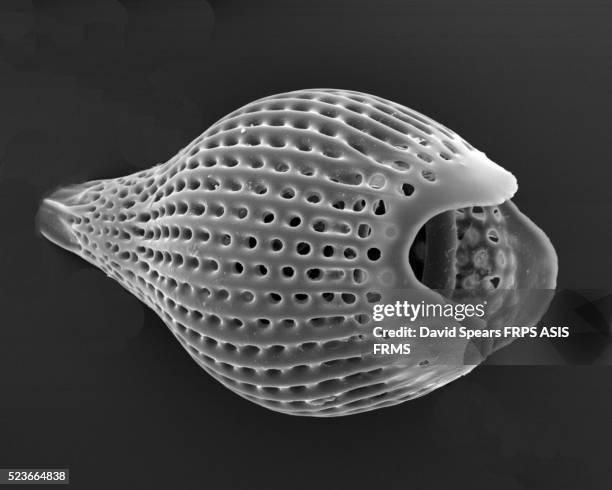 radiolarian silaceous - eukaryote stock pictures, royalty-free photos & images