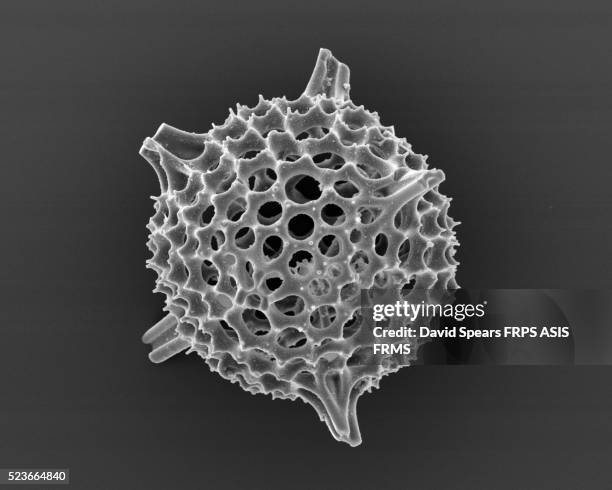 radiolarian silaceous - phytoplankton stock pictures, royalty-free photos & images
