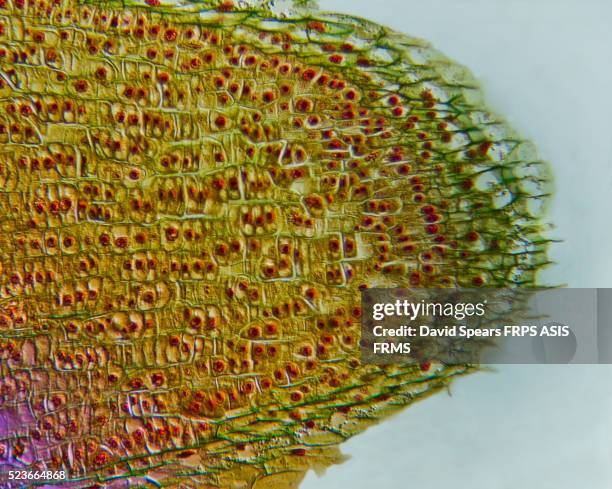dicot root tip - root tip stock pictures, royalty-free photos & images