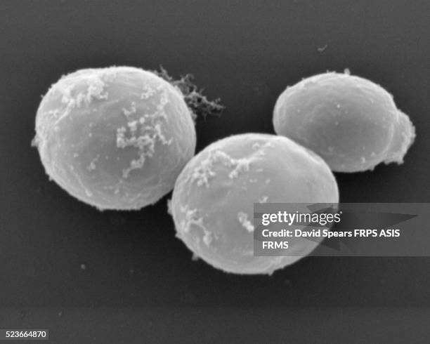 baking yeast cells - levadura fotografías e imágenes de stock