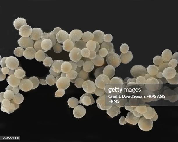 baking yeast cells - levadura fotografías e imágenes de stock