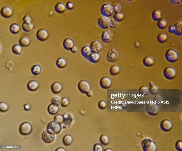 baking yeast cells - yeast stock pictures, royalty-free photos & images