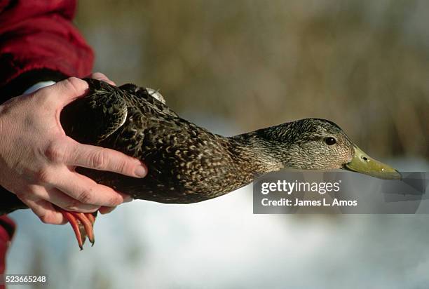 wildlife refuge worker releases black duck - chincoteague island stock pictures, royalty-free photos & images