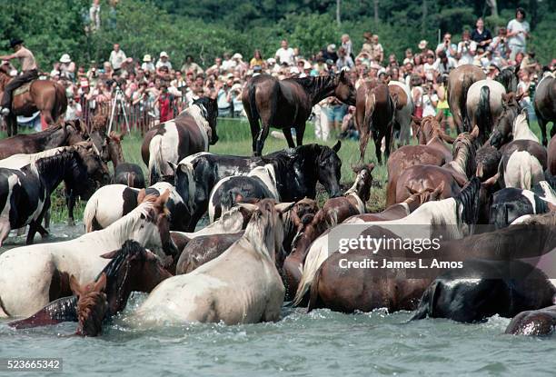 horses and ponies finish swim - chincoteague island stock pictures, royalty-free photos & images