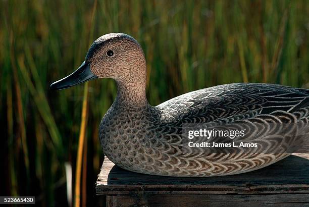 wooden hen pintail decoy - chincoteague island stock pictures, royalty-free photos & images