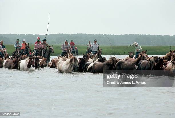 horses and ponies embark on swim - chincoteague island stock pictures, royalty-free photos & images