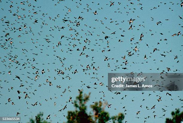 migrating tree swallows in flight - zwaluw stockfoto's en -beelden