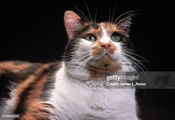 calico cat with green eyes - centreville stock pictures, royalty-free photos & images