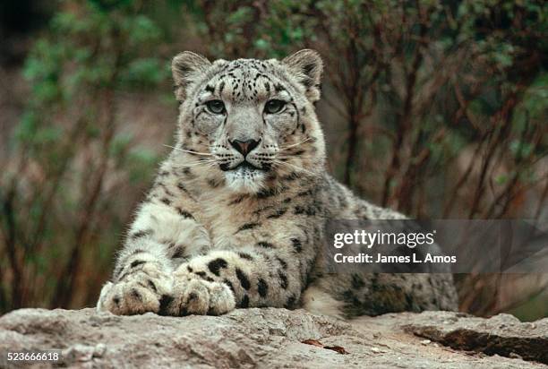 snow leopard laying on rock - international wildlife conservation park imagens e fotografias de stock