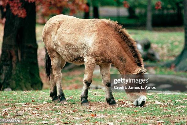 przewalski's horse grazes at zoo - przewalski horses equus przewalskii stock pictures, royalty-free photos & images