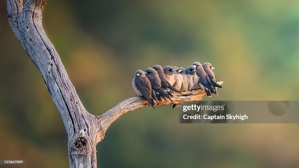Family of Ashy Woodswallows perched on branch