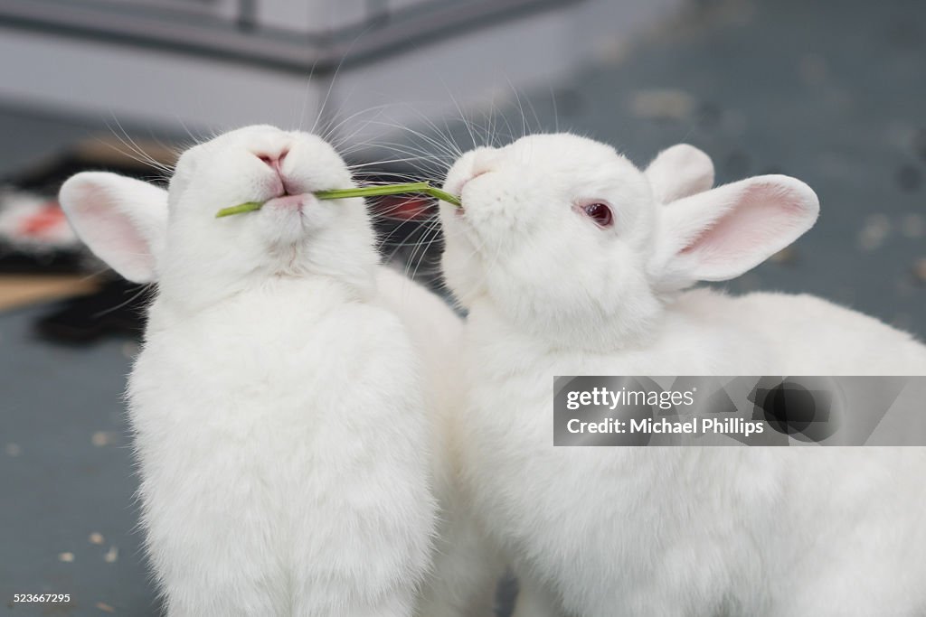 Rabbits sharing a stem