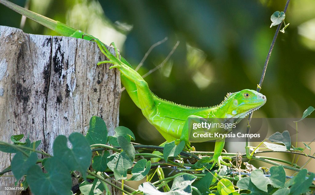 Green iguana on nature