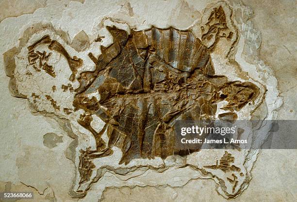 Eocene Turtle Shell 163 Turtle Fossil Stock Photos, High-Res Pictures, and Images - Getty ...