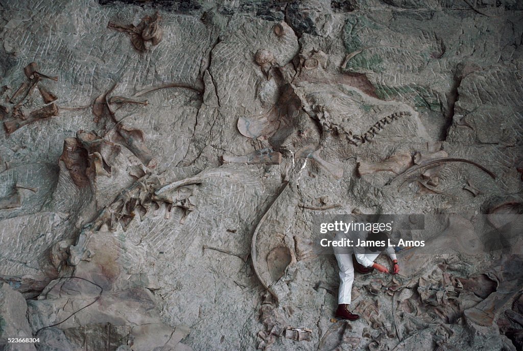 Park Service Staff Excavates Dinosaur Bones