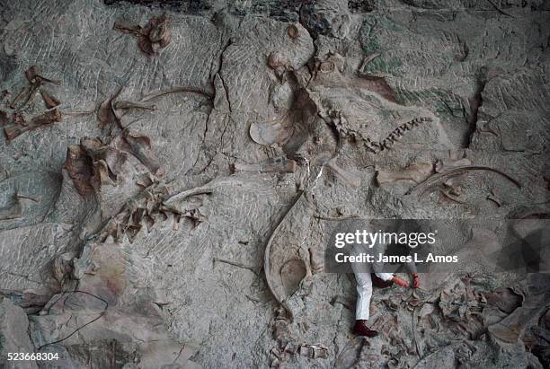 park service staff excavates dinosaur bones - paleontologia imagens e fotografias de stock
