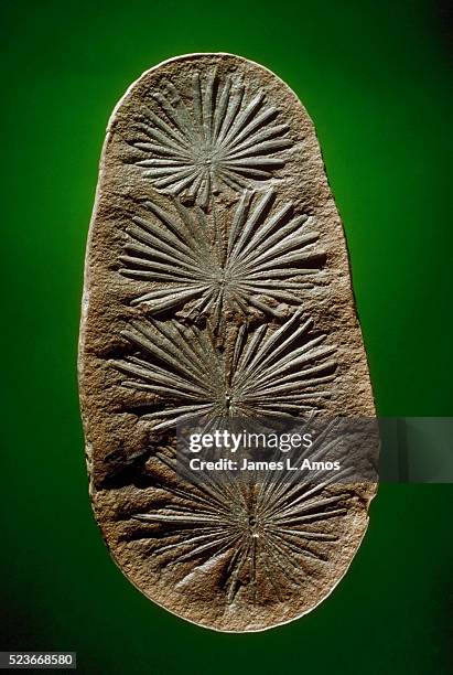 pennsylvanian period calamite foliage fossils - calamite stock pictures, royalty-free photos & images