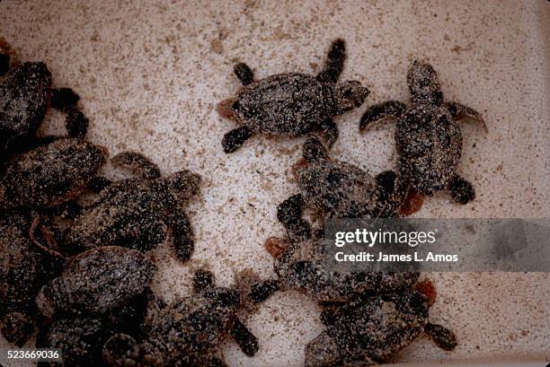 hatchling loggerhead turtles - loggerhead turtle stock pictures, royalty-free photos & images