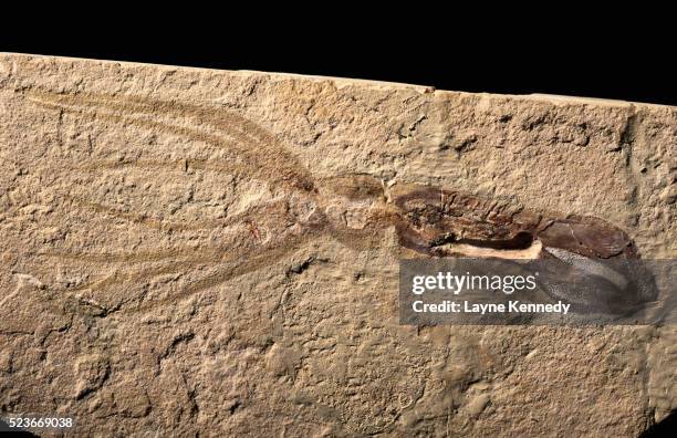 late cretaceous squid fossil - cephalopod stock pictures, royalty-free photos & images