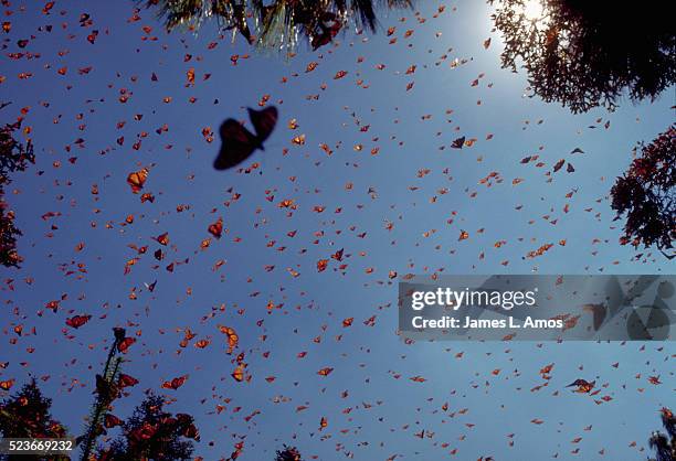 monarch butterflies against blue sky - plage stock-fotos und bilder