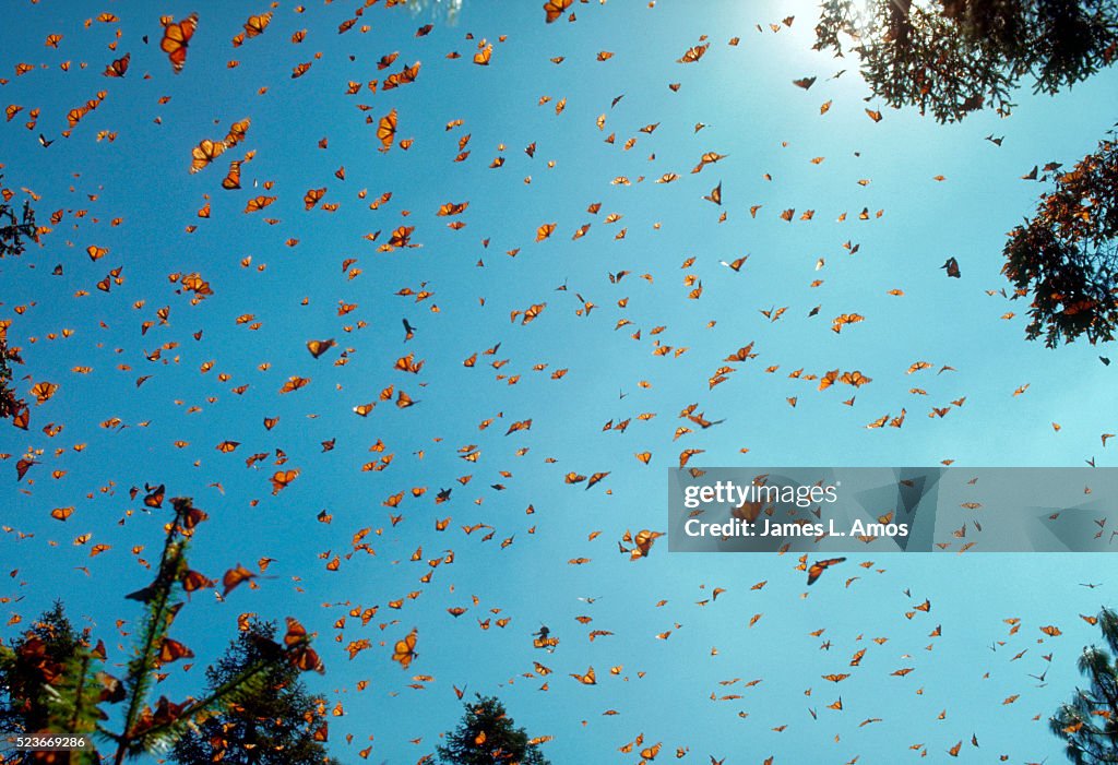 Monarch Butterflies Against Blue Sky