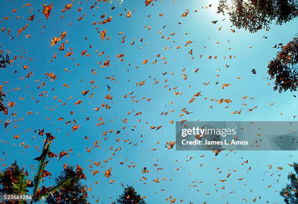 monarch butterflies against blue sky - farfalle foto e immagini stock