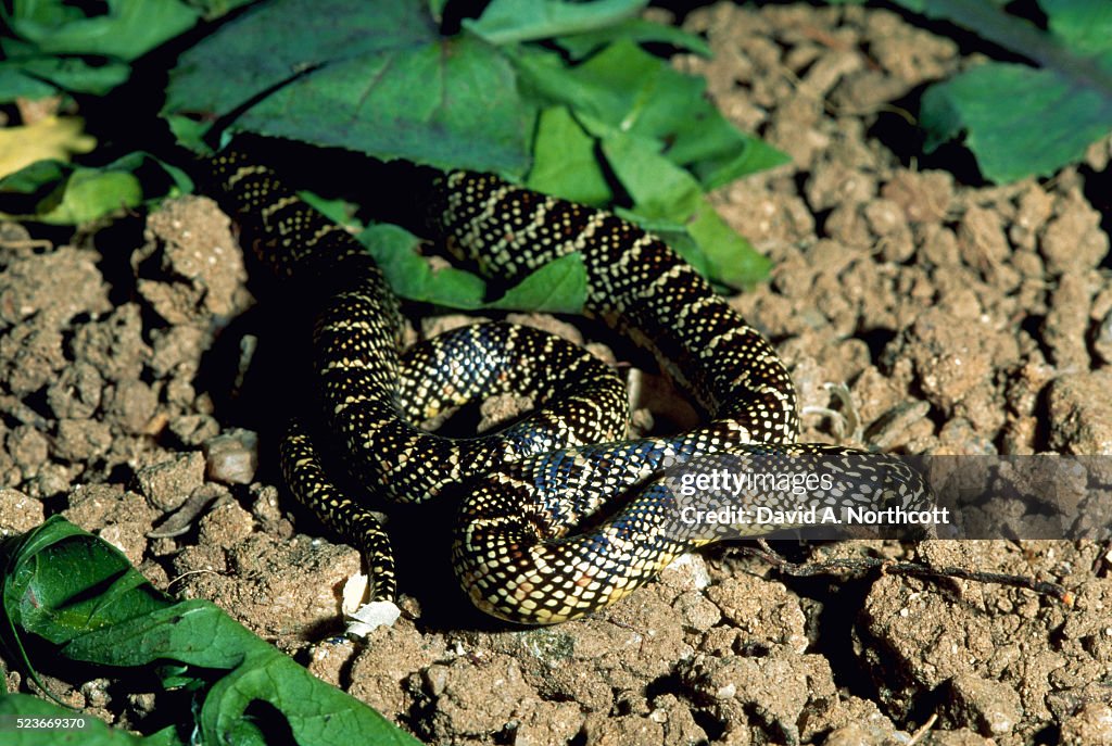 Juvenile Florida Kingsnake