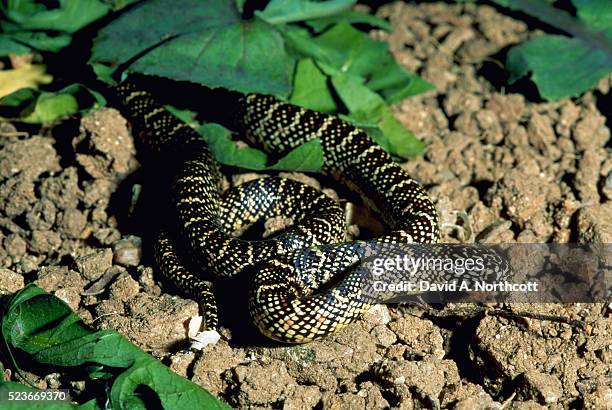 juvenile florida kingsnake - florida kingsnake stock pictures, royalty-free photos & images