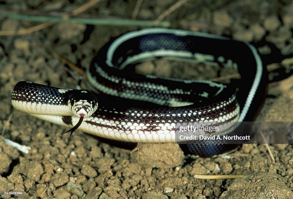 California Striped Desert Kingsnake