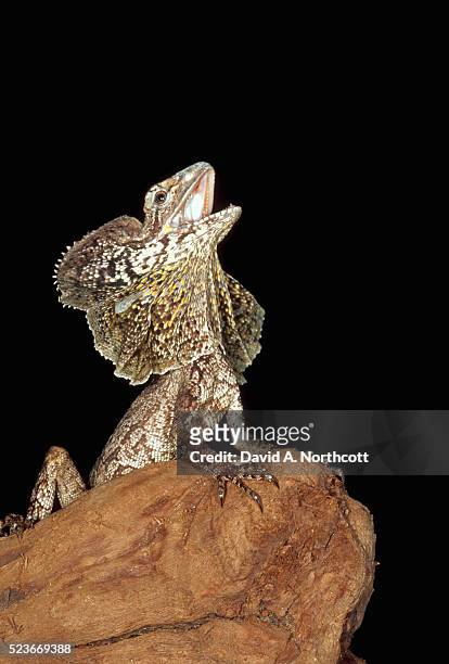 frilled lizard on a rock - frilled lizard stock-fotos und bilder