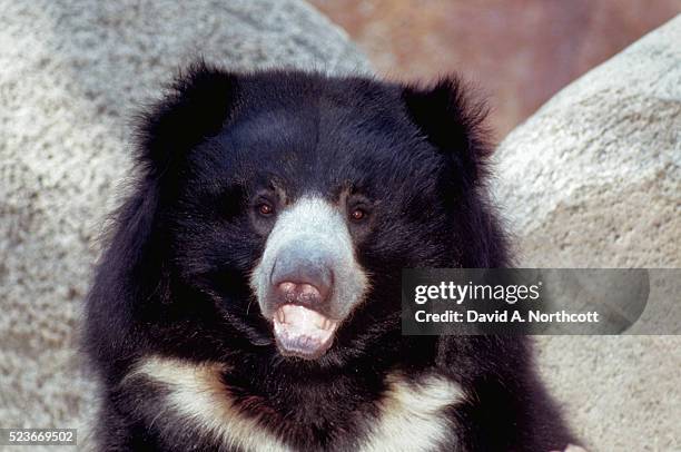 sloth bear - sloth bear stock pictures, royalty-free photos & images