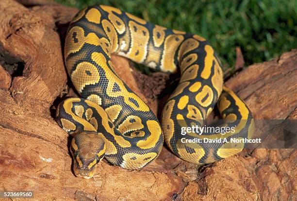 803 Python Regius Stock Photos and High-Res Images - Getty Images