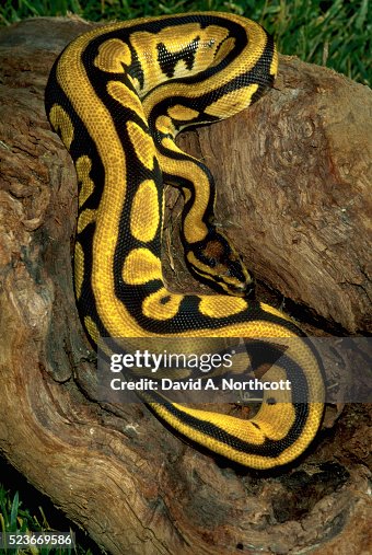 Ball Python Ball Python