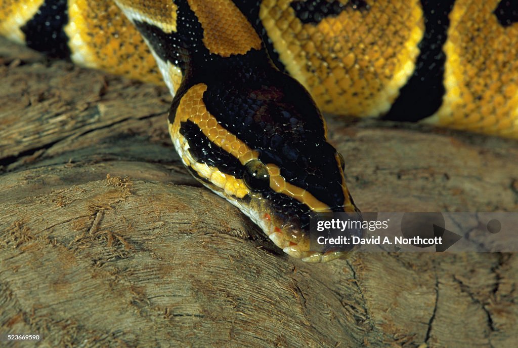 Ball Python Online Ball Python High-Res Stock Photo - Getty Images